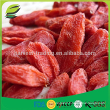 Baie de Goji Himalayan de haute qualité